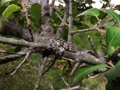Araneus circe