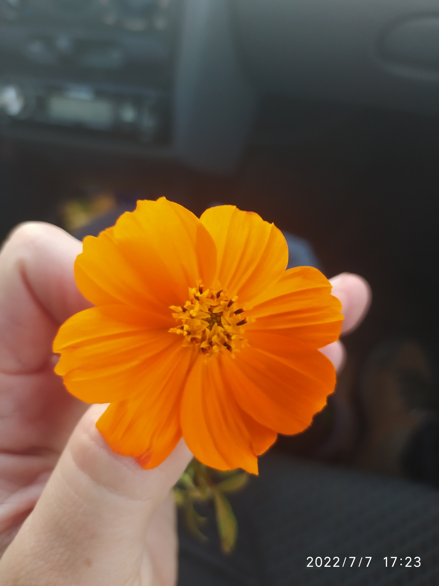 Cosmos sulphureus