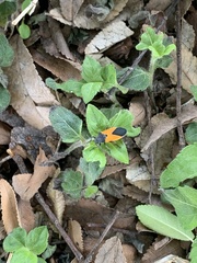 Melanopleurus bicolor