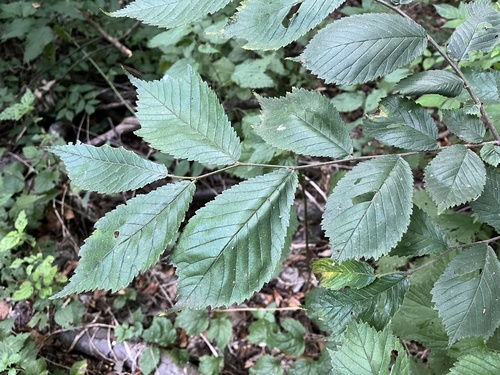 brest horský (Ulmus glabra)