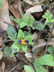 Melanopleurus bicolor