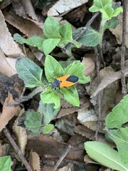 Melanopleurus bicolor