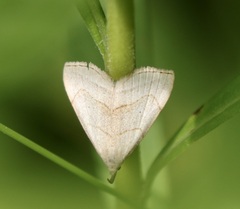 Macrochilo litophora