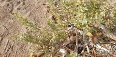 Atriplex paludosa