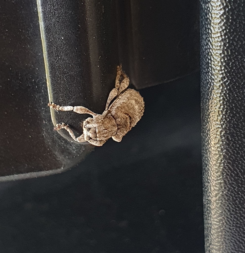 Ecyrus lineicollis