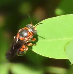 Loyolanthidium