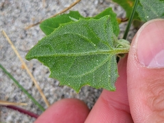Atriplex laciniata