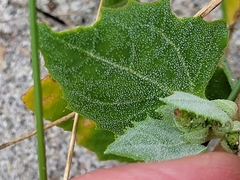 Atriplex laciniata
