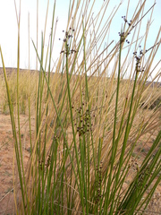 Juncus rigidus