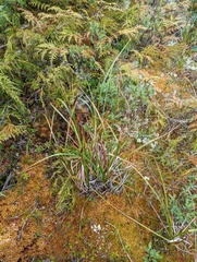 Carex exsiccata