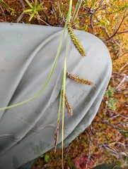 Carex exsiccata