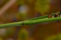 Carex exsiccata