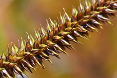 Carex exsiccata
