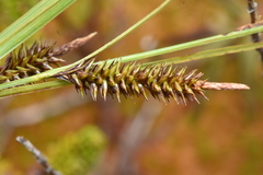 Carex exsiccata