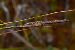 Carex exsiccata