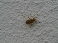 Rhopalus parumpunctatus