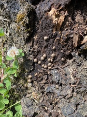 Lycogala epidendrum