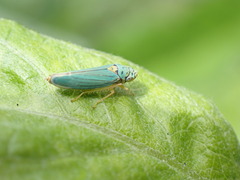 Graphocephala atropunctata