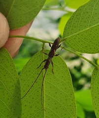 Neocompsa exclamationis