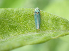 Graphocephala atropunctata