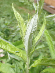 Graphocephala atropunctata