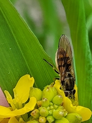 Platycheirus manicatus