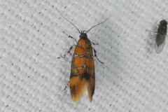 Promalactis procerella