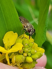 Platycheirus manicatus