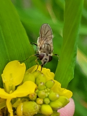 Platycheirus manicatus