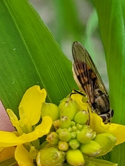 Platycheirus manicatus