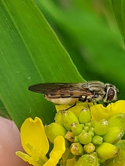Platycheirus manicatus
