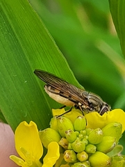 Platycheirus manicatus