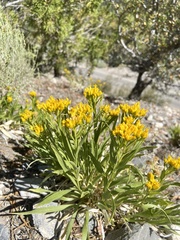 Petradoria pumila