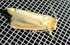 Sesamia nonagrioides