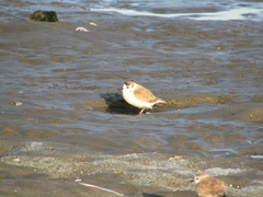 Charadrius marginatus