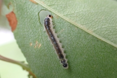 Cladius compressicornis