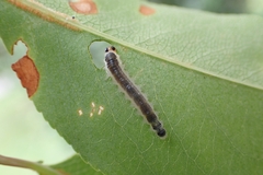 Cladius compressicornis