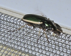Chlaenius spoliatus