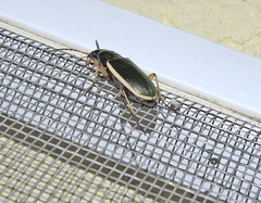 Chlaenius spoliatus