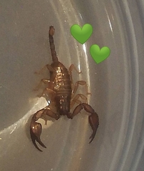 Euscorpius