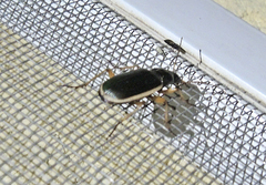 Chlaenius spoliatus