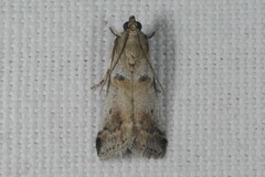 Acrobasis fallouella
