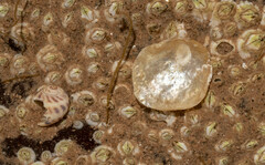 Heteranomia squamula