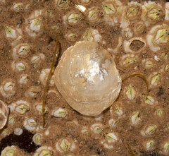 Heteranomia squamula