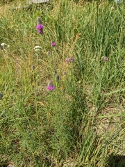Dalea purpurea