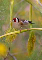 Carduelis carduelis
