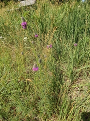 Dalea purpurea