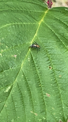 Condylostylus patibulatus