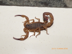 Tityus serrulatus