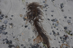 Desmarestia aculeata